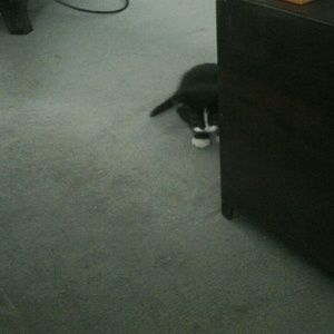 Meet your Posher, Sam